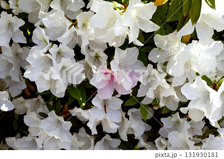 ツツジ百花繚乱 131930181