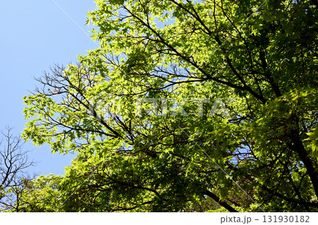 神戸相楽園の庭 131930182