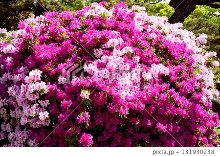 ツツジ百花繚乱 ツツジ百花繚乱 131930238