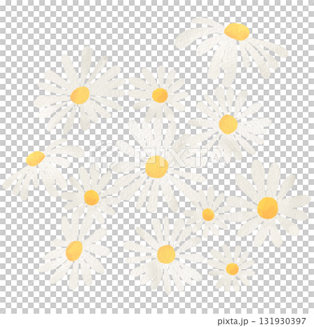 水彩風に描いたカモミールのイラスト 131930397