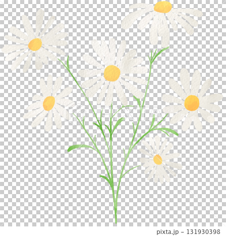 Watercolor illustration of chamomile Watercolor illustration of chamomile 131930398