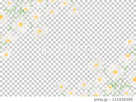 水彩風に描いたカモミールのイラスト 131930399