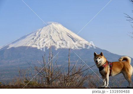 紅葉台から望む、冠雪した富士山と柴犬 131930488
