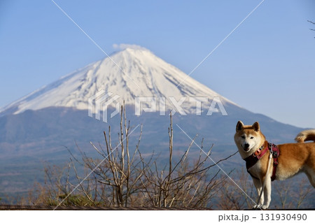 紅葉台から望む、冠雪した富士山と柴犬 131930490