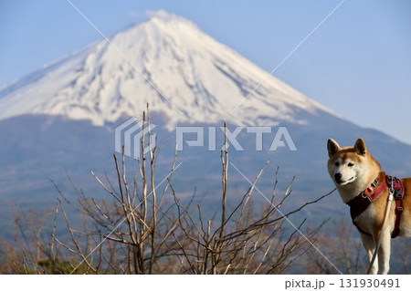 紅葉台から望む、冠雪した富士山と柴犬 紅葉台から望む、冠雪した富士山と柴犬 131930491