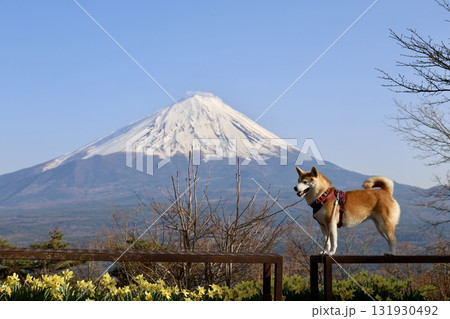 紅葉台から望む、冠雪した富士山と柴犬 紅葉台から望む、冠雪した富士山と柴犬 131930492