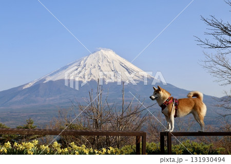 紅葉台から望む、冠雪した富士山と柴犬 紅葉台から望む、冠雪した富士山と柴犬 131930494