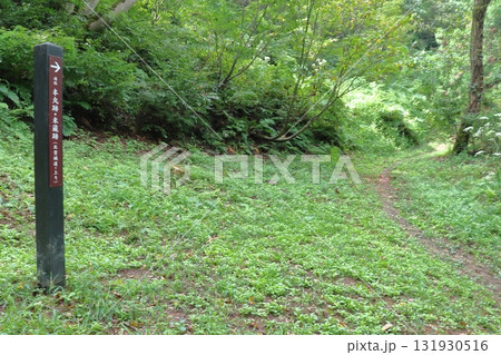 鮫ヶ尾城本丸への北登城道(新潟県妙高市) 鮫ヶ尾城本丸への北登城道(新潟県妙高市) 131930516