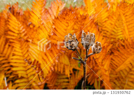 羊歯の紅葉 131930762