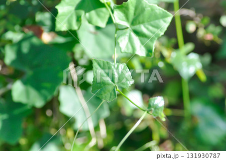 Ivy gourd , Coccinia grandis or CUCURBITACEAE 131930787