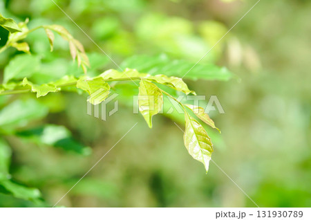 Trumpet vine plant, Yellow bell or Yellow elder plant Trumpet vine plant, Yellow bell or Yellow elder plant 131930789