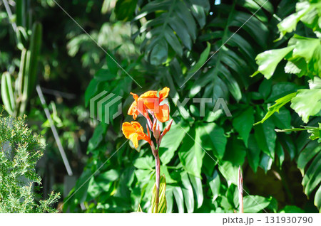 Indian shot, India short plant or India shoot or Butsarana or Cannas or Canna lily or Canna indica L or CANNACEAE plant or orange flower Indian shot, India short plant or India shoot or Butsarana or Cannas or Canna lily or Canna indica L or CANNACEAE plant or orange flower 131930790