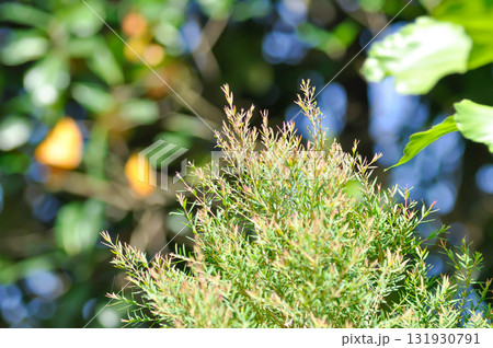 Claret Tops Honey Myrtle, Melaleuca linariifolia Claret Tops Claret Tops Honey Myrtle, Melaleuca linariifolia Claret Tops 131930791