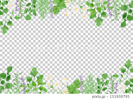 Watercolor herb illustration 131930795