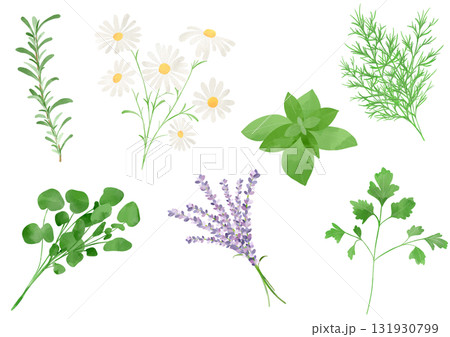水彩風に描いたハーブのセットイラスト 131930799