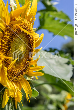 ヒマワリ畑の黄色いヒマワリの花 ヒマワリ畑の黄色いヒマワリの花 131930894
