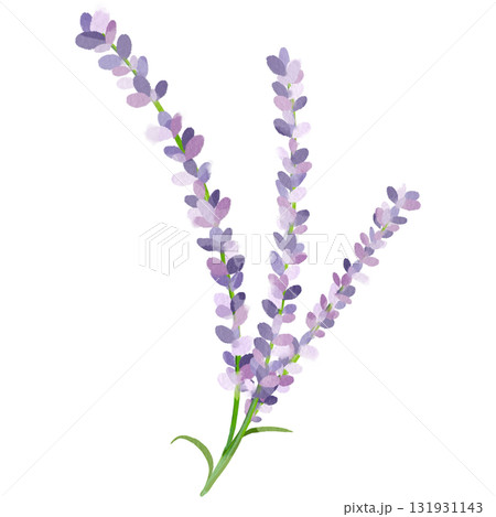 水彩風に描いたラベンダーのイラスト 131931143