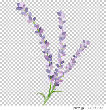 薰衣草的水彩插圖 131931143