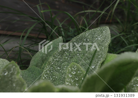 雨粒が残る葉 131931389