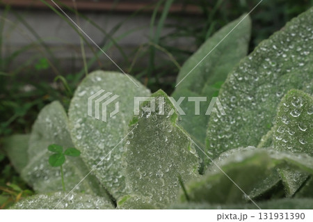 雨粒が残る葉 雨粒が残る葉 131931390