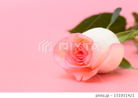 beautiful pastel rose flower on pink background, valentine day 131931421