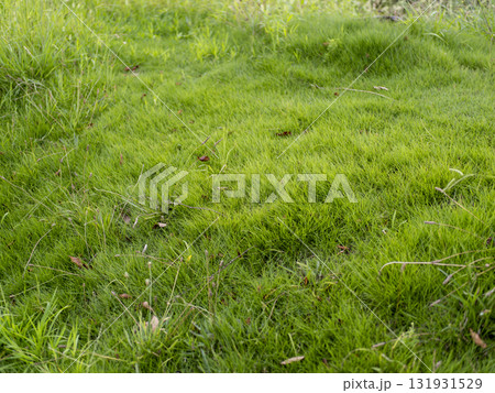 公園の芝生 131931529