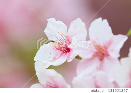 美しいピンクの桜 美しいピンクの桜 131931847