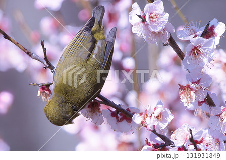 満開の梅の蜜を吸うメジロ 131931849