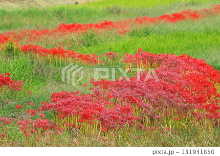 彼岸花（京都府舞鶴市) 131931850