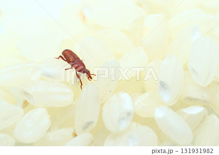 白米の上にのったコクゾウムシ 131931982