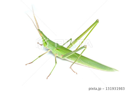 ショウリョウバッタのメス ショウリョウバッタのメス 131931983