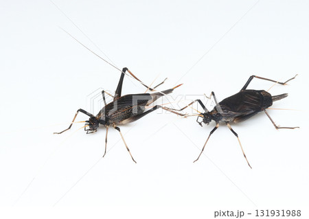 スズムシのメスとオス 131931988