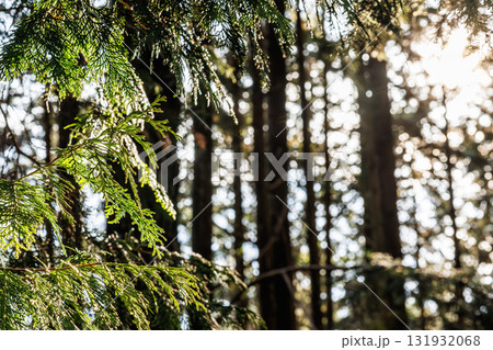 ノキの隙間から差し込む朝日 — 森に射す光と静寂 ノキの隙間から差し込む朝日 — 森に射す光と静寂 131932068
