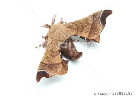 クワコ クワコ 131932153