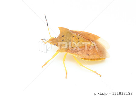 トホシカメムシ トホシカメムシ 131932158