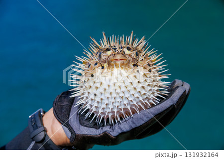 膨らんだハリセンボンの幼魚。他の群れ。 静岡県伊豆半島南伊豆町中木ヒリゾ浜-2025年 131932164