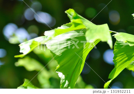 Caryota urens, Palmae or ARECACEAE or Caryota mitis Lour or Fishtail Palm or Wart Fishtail Palm 131932211
