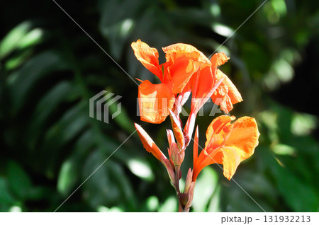 Indian shot, India short plant or India shoot or Butsarana or Cannas or Canna lily or Canna indica L or CANNACEAE plant or orange flower 131932213