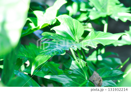 Philodendron, Philodendron minarum or bicolor philodendron 131932214