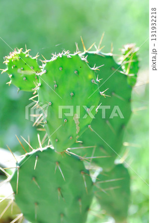 Opuntia tuna, Angiosperms or Opuntia or Cactaceae or Tuna Cactus or Prickly Pears 131932218