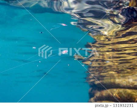水面を漂う浮遊系の深海魚ハナスズキの幼魚。他の群れ。 静岡県伊豆半島南伊豆町中木ヒリゾ浜-2025年 131932231