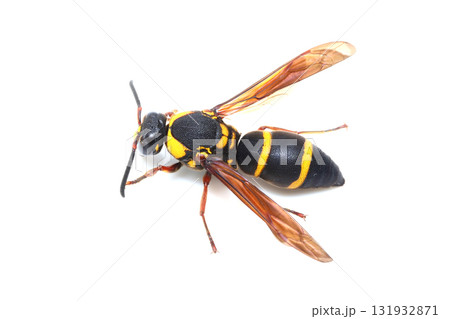 オオフタオビドロバチ オオフタオビドロバチ 131932871