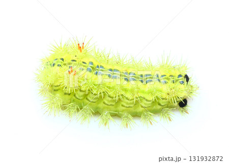 ヒロヘリアオイラガの幼虫 131932872