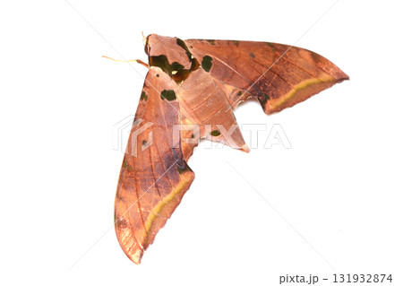 ホソバスズメ ホソバスズメ 131932874