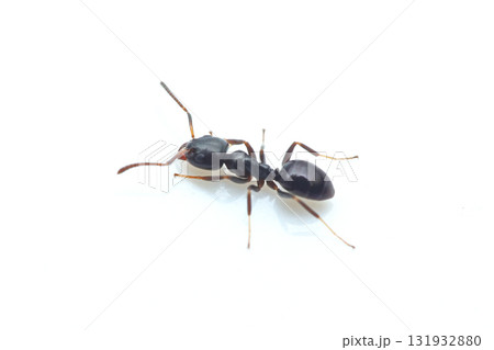 ルリアリ 131932880