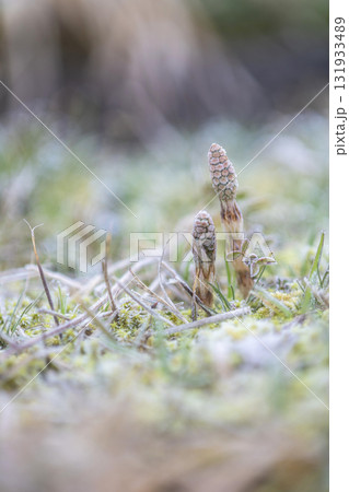 早春のつくし　元気よく 131933489