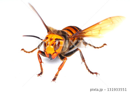オオスズメバチ 131933551