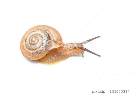 オナジマイマイ 131933554