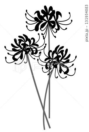 シンプルなお彼岸の彼岸花 シンプルなお彼岸の彼岸花 131934083