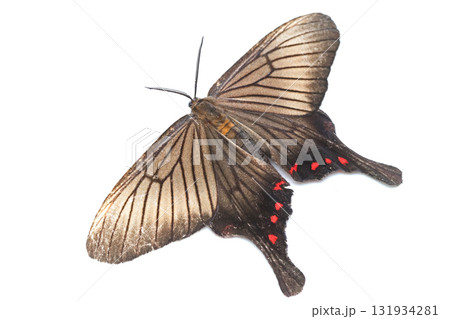 アゲハモドキ 131934281